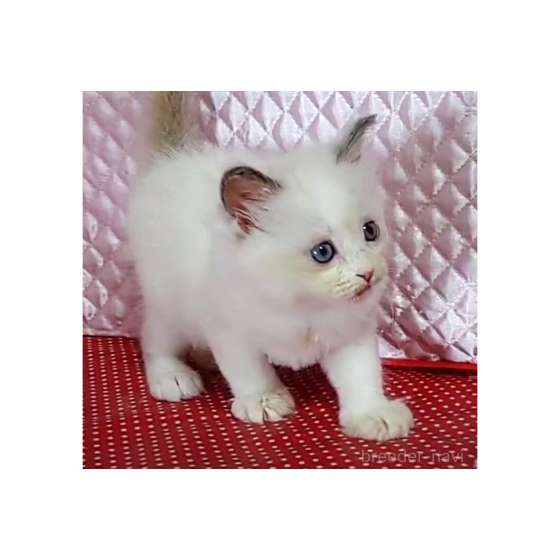 販売中の静岡県のラグドール-126750の6枚目
